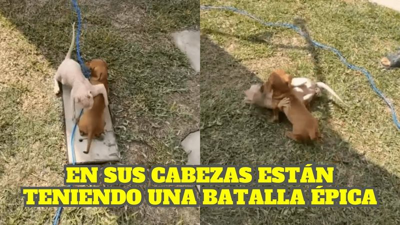 MOSTAZA SE CANSA DE LOS ABUSOS DE BILLS