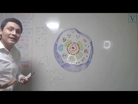 TEMA 10 - CÉLULA EUCARIOTA II