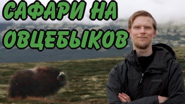 ПОХОД ПО НОРВЕГИИ. ВСТРЕТИЛИ ОВЦЕБЫКОВ! Часть 2-ая