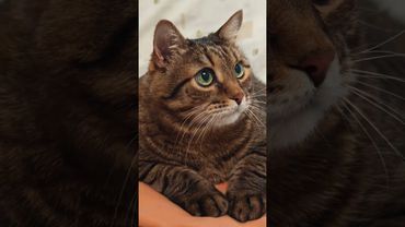 Вот удивляют люди 🙀🤔😉🤣 #cat #кот #юмор #котушка #приколы #цитаты