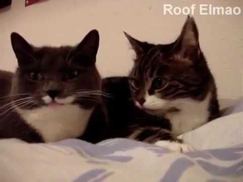 Кама пуля превратился в кота