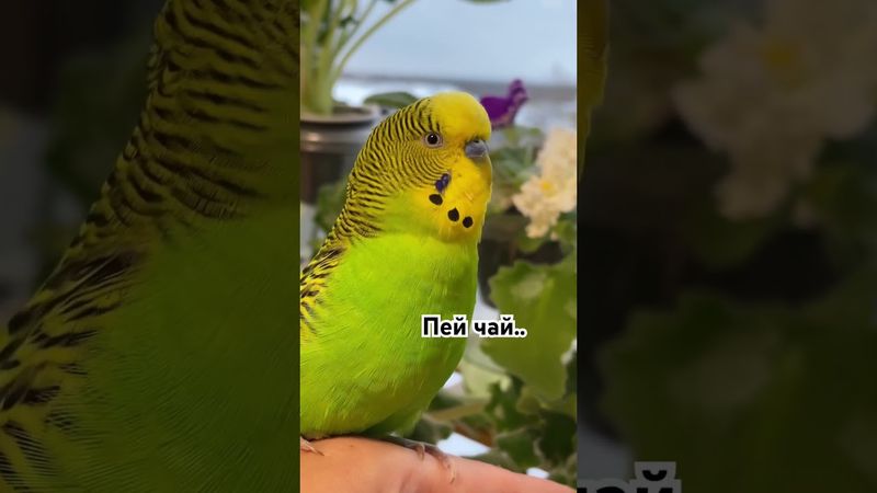 Говорящий волнистый попугай Talking budgie #parakeet #birds