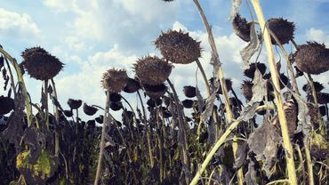 Plodovi zemlje, 17. kolovoza 2025.