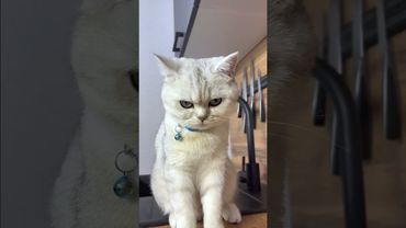 МАРСЕЛЬ СЪЕЛ БОЖЬЮ КОРОВКУ? #cat