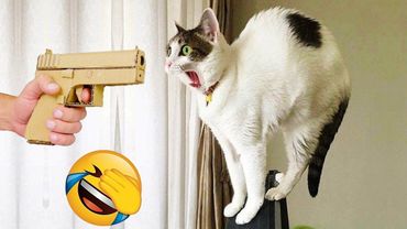 277 Hilarious Cats and Dogs Moments 2025😼🐶Try Not To Laugh😜