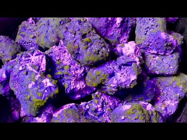 Electric Purple Pasted Freshies 💜