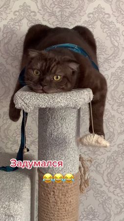 🥰🥰🥰#котикиии #котшотландец #рекомендации❤️❤️