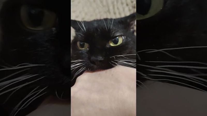 #видосыоткота#веселыекоты#юмор