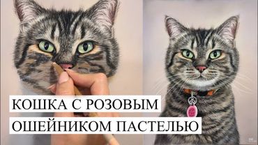 ПОРТРЕТ КОШКИ С РОЗОВЫМ ОШЕЙНИКОМ