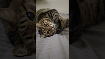 Хочу 😻😉❤🤣 #cat #кот #юмор #кино #котушка #приколы #цитаты #мем