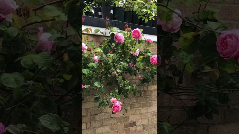 强香玫瑰系列 Fragrant Roses | Constance Spry Climbing Rose by David Austin #rosegarden | 大卫奥斯汀玫瑰