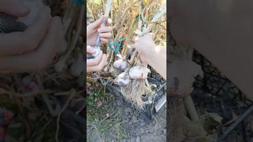 мій часничок)))