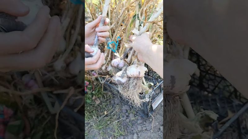 мій часничок)))