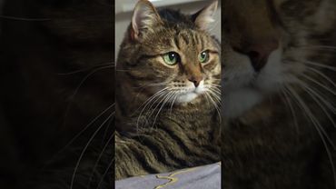 Счастье свалилось 🙀😉🤗🤣 #cat #кот #юмор #котушка #приколы #цитаты