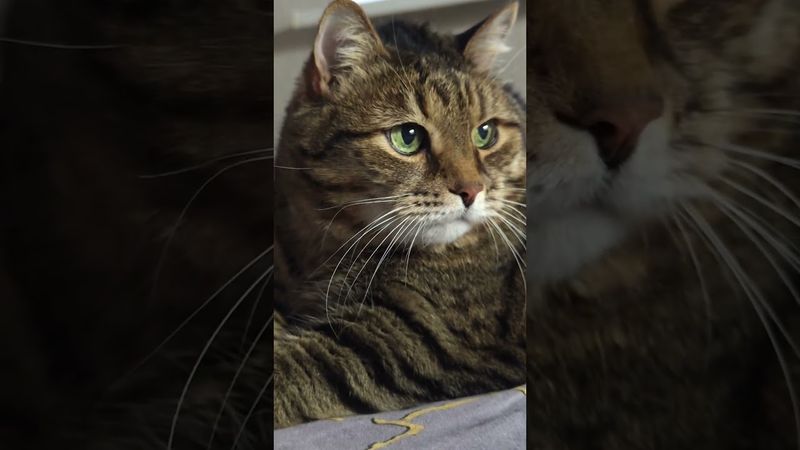 Счастье свалилось 🙀😉🤗🤣 #cat #кот #юмор #котушка #приколы #цитаты