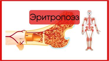 Эритропоэз и его регуляция