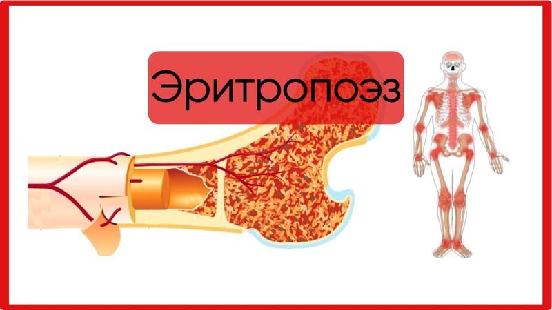 Эритропоэз и его регуляция