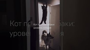 Кот против собаки: уровень ниндзя #рекомендации #animals #funnycats #funnydogs #приколы