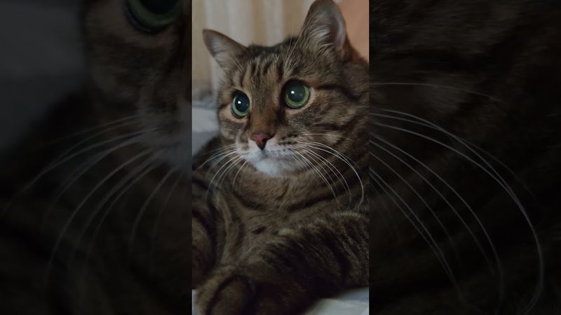 Работа по душе 🤔🙀😉🤣 #cat #кот #юмор #котушка #приколы #цытаты #шутки