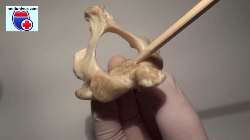 Анатомия второго шейного позвонка (axis) - meduniver.com