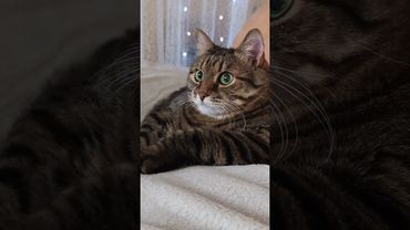 Должны работать оба 😺🤔😻🤣 #cat #кот #юмор #котушка #приколы #цитаты #funny #смех