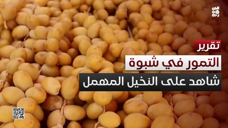 موسم التمور في شبوة يعيد مشهد النخيل المهمل إلى الواجهة