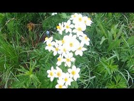 Погружение в Божественную благодать