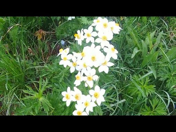 Погружение в Божественную благодать