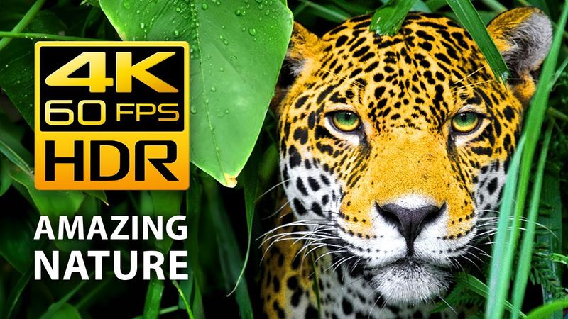 Amazing Colors of Nature in 4K HDR 60fps - Tropical Animals and Relaxing Music