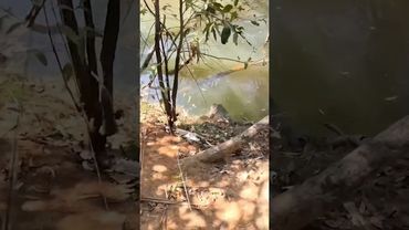 Terrifying moment saltwater crocodile stalks fisherman
