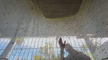 Бывший кубинский врач разводит мух, чтобы прокормить семью