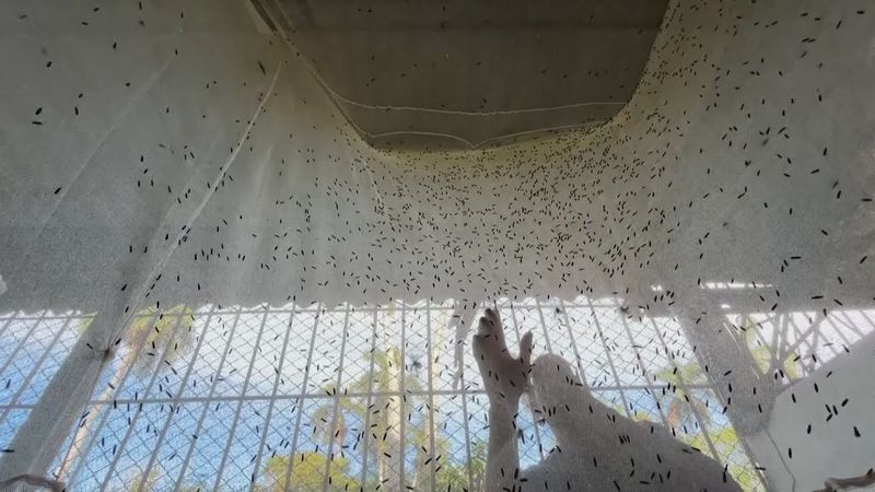 Бывший кубинский врач разводит мух, чтобы прокормить семью