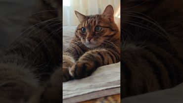 Отбивайся 🙀🤔😉🤣 #cat #кот #юмор #котушка #приколы #цитаты