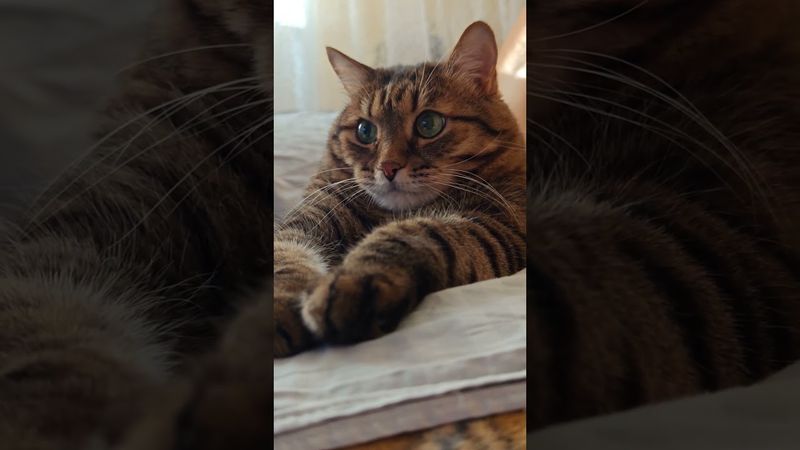 Отбивайся 🙀🤔😉🤣 #cat #кот #юмор #котушка #приколы #цитаты