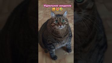 Вот я и пришел 🙀😻🤗🤣 #cat #кот #юмор #котушка #кино #фильм #цитаты #приколы