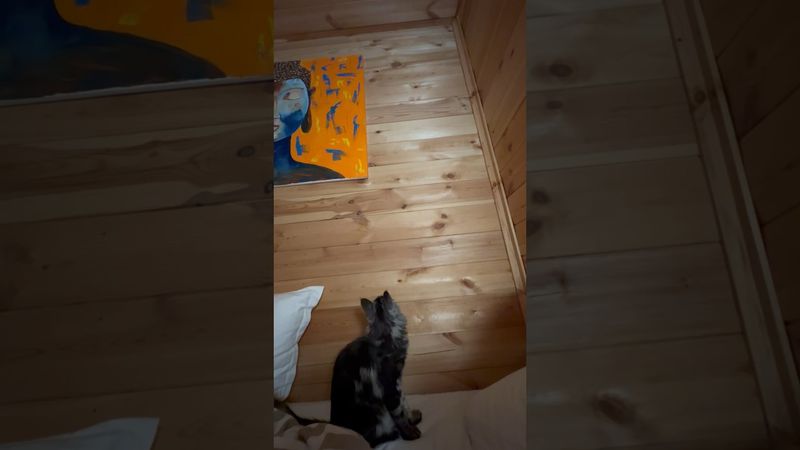 Кошка в час ночи… и как теперь спать спокойно? 🙈