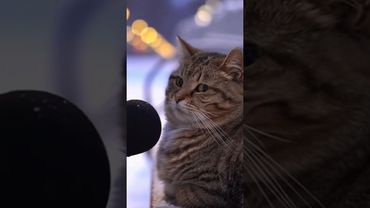 интервью с котом #юмор #кот #shorts