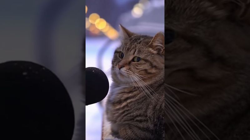интервью с котом #юмор #кот #shorts