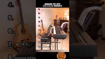 🎵Classifica dei migliori momenti del pianista gatto!🎹