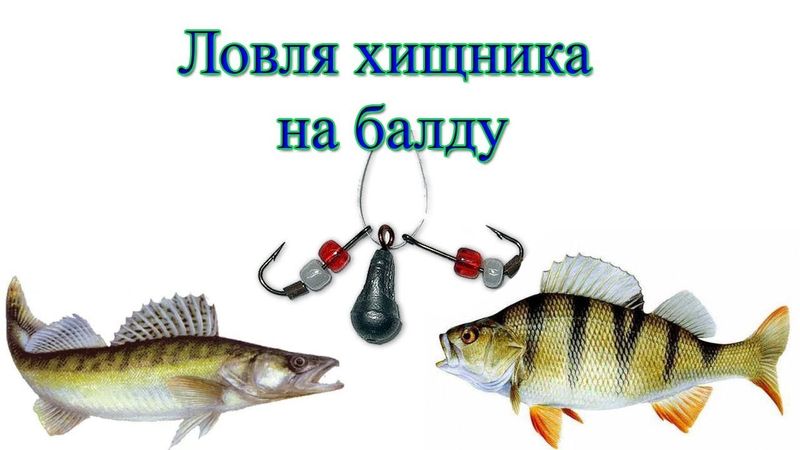 Ловля хищника на балду. Окунь, судак.