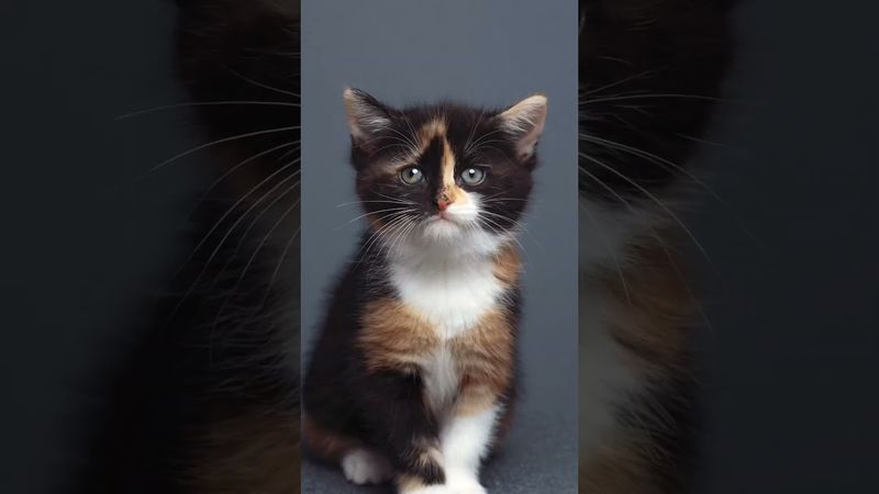 Kitten growing up 🐱📈 #cat #kitten #kittengrowth #cutecat #catphotography #timelapse