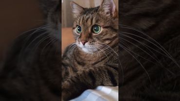 Обвисла 🙀🤔😉🤣 #cat #кот #юмор #котушка #приколы #цитаты