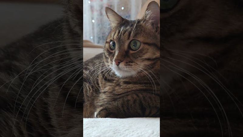 Яхта и бриллианты ⛵💎🤔🤣 #cat #кот #юмор #котушка #приколы #цитаты #смех