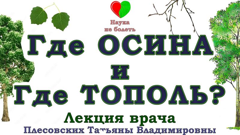 ОСИНА или ТОПОЛЬ - КАК НЕ ПЕРЕПУТАТЬ! -||- КАК ОТЛИЧИТЬ ОСИНУ ОТ ТОПОЛЯ В ЛЕСУ