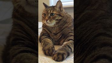 Бензин ⛽🙀😉🤣 #cat #кот #юмор #котушка #приколы #смех #цитаты