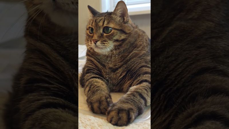 Бензин ⛽🙀😉🤣 #cat #кот #юмор #котушка #приколы #смех #цитаты