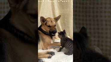 Cat and dog are best friends#dog#foryou#fyp#animals#pet