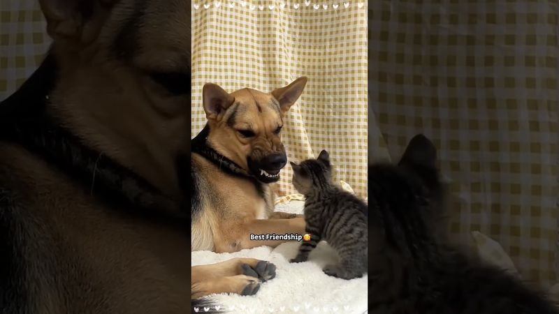 Cat and dog are best friends#dog#foryou#fyp#animals#pet