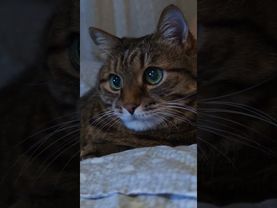 Ста кан 🥃🙀😳🤣#cat #кот #юмор #котушка #приколы #мем #шортс #цитаты