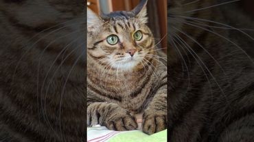 Устану завтра 😻😉🤗🤣 #cat #кот #котушка #юмор #цитаты #шутки